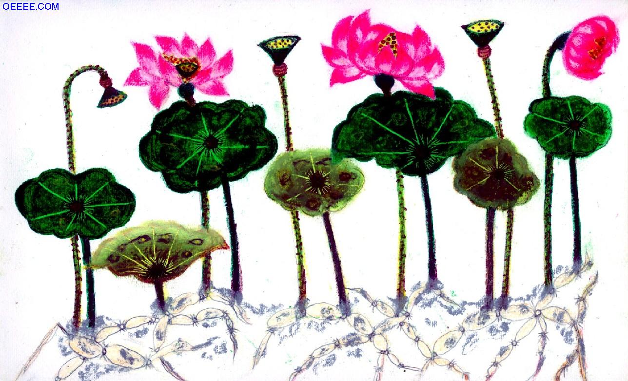 荷花