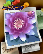 出水睡莲