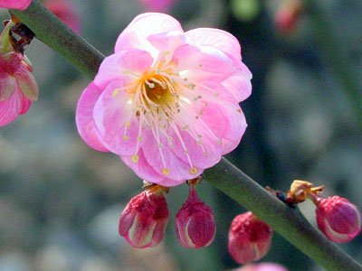 梅花